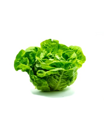 LECHUGA