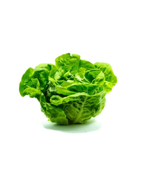 LECHUGA